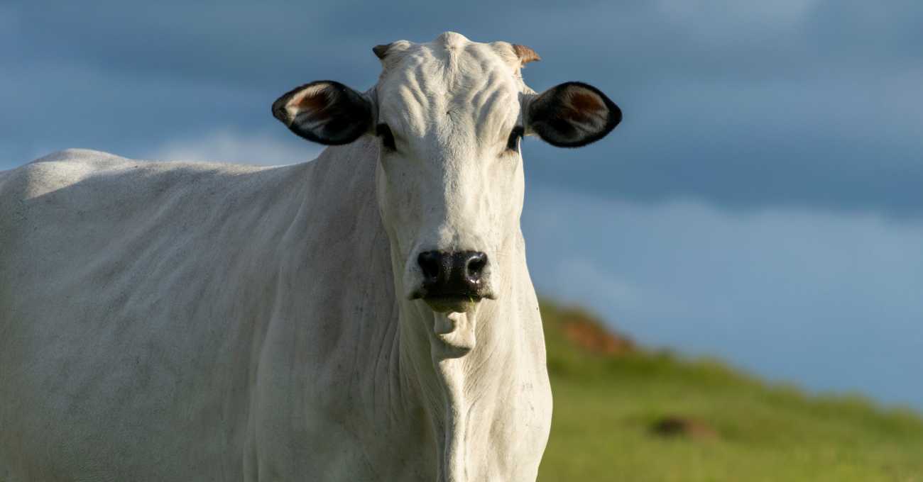 Entenda por que vaca goiana é considerada a mais cara do mundo ao ser